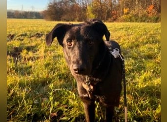 Lieber, schmusiger Coro sucht seine Familie