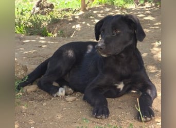 Lieber, schmusiger Coro sucht seine Familie