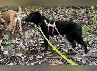 Lieber, schmusiger Coro sucht seine Familie