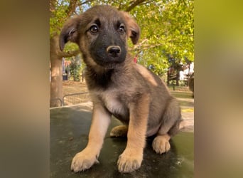 Fondue, geb. ca. 08/2025, lebt in GRIECHENLAND, auf einer privaten Pflegestelle