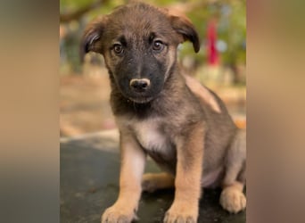 Fondue, geb. ca. 08/2025, lebt in GRIECHENLAND, auf einer privaten Pflegestelle