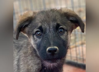 Fondue, geb. ca. 08/2025, lebt in GRIECHENLAND, auf einer privaten Pflegestelle