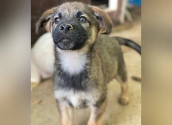 Fondue, geb. ca. 08/2025, lebt in GRIECHENLAND, auf einer privaten Pflegestelle