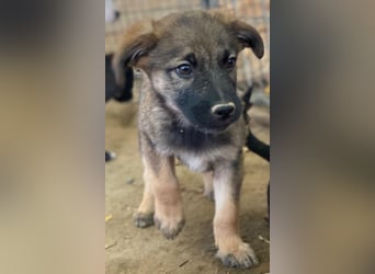 Fondue, geb. ca. 08/2025, lebt in GRIECHENLAND, auf einer privaten Pflegestelle