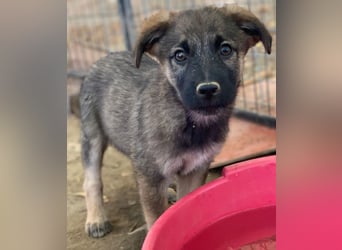 Fondue, geb. ca. 08/2025, lebt in GRIECHENLAND, auf einer privaten Pflegestelle