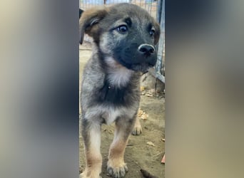 Fondue, geb. ca. 08/2025, lebt in GRIECHENLAND, auf einer privaten Pflegestelle