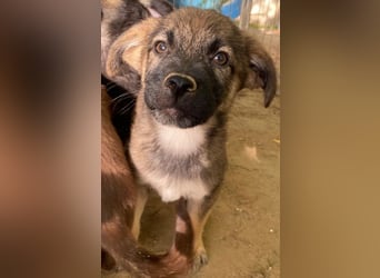 Fondue, geb. ca. 08/2025, lebt in GRIECHENLAND, auf einer privaten Pflegestelle