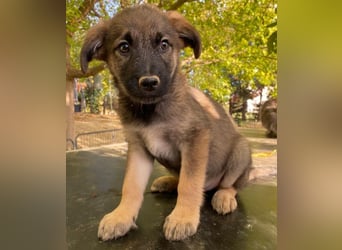 Fondue, geb. ca. 08/2025, lebt in GRIECHENLAND, auf einer privaten Pflegestelle