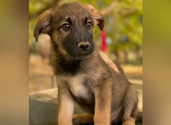 Fondue, geb. ca. 08/2025, lebt in GRIECHENLAND, auf einer privaten Pflegestelle