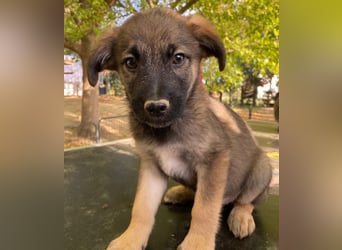 Fondue, geb. ca. 08/2025, lebt in GRIECHENLAND, auf einer privaten Pflegestelle