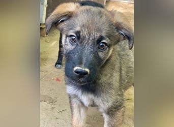 Fondue, geb. ca. 08/2025, lebt in GRIECHENLAND, auf einer privaten Pflegestelle