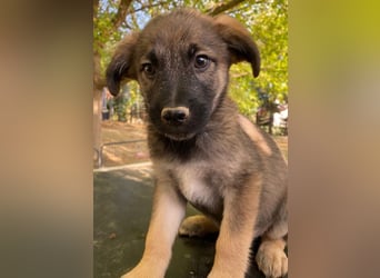 Fondue, geb. ca. 08/2025, lebt in GRIECHENLAND, auf einer privaten Pflegestelle