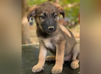 Fondue, geb. ca. 08/2025, lebt in GRIECHENLAND, auf einer privaten Pflegestelle