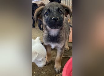 Fondue, geb. ca. 08/2025, lebt in GRIECHENLAND, auf einer privaten Pflegestelle