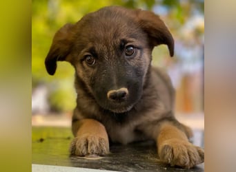 Fondue, geb. ca. 08/2025, lebt in GRIECHENLAND, auf einer privaten Pflegestelle