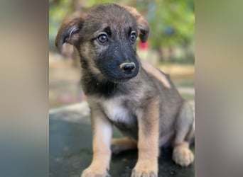 Fondue, geb. ca. 08/2025, lebt in GRIECHENLAND, auf einer privaten Pflegestelle