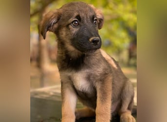 Fondue, geb. ca. 08/2025, lebt in GRIECHENLAND, auf einer privaten Pflegestelle