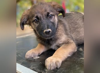 Fondue, geb. ca. 08/2025, lebt in GRIECHENLAND, auf einer privaten Pflegestelle