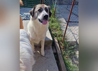 Luna, freundliches Hundefräulein auf der Suche nach dem Glück