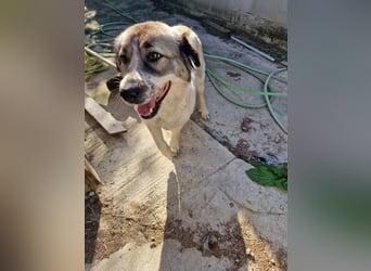 Luna, freundliches Hundefräulein auf der Suche nach dem Glück