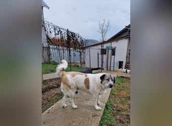 Luna, freundliches Hundefräulein auf der Suche nach dem Glück