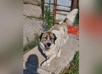 Luna, freundliches Hundefräulein auf der Suche nach dem Glück