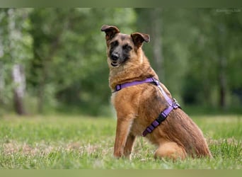 Verschmuste Malta sucht ihre Menschen