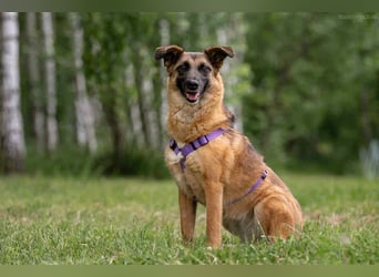 Verschmuste Malta sucht ihre Menschen