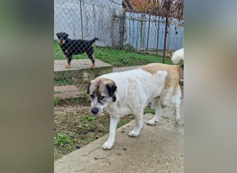 Luna, freundliches Hundefräulein auf der Suche nach dem Glück