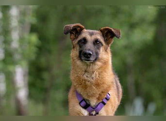 Verschmuste Malta sucht ihre Menschen