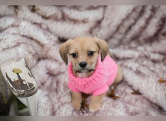 Welpe Chip Nr. 255615 - das goldige Mädchen träumt von einem liebevollen Für-Immer Zuhause