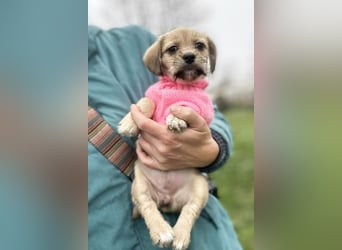 Welpe Chip Nr. 255615 - das goldige Mädchen träumt von einem liebevollen Für-Immer Zuhause