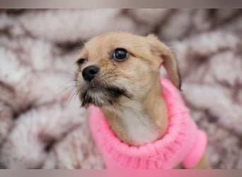 Welpe Chip Nr. 255615 - das goldige Mädchen träumt von einem liebevollen Für-Immer Zuhause