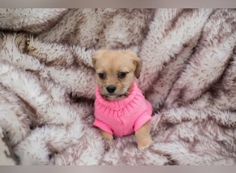 Welpe Chip Nr. 255615 - das goldige Mädchen träumt von einem liebevollen Für-Immer Zuhause