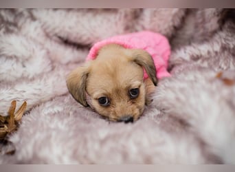 Welpe Chip Nr. 255615 - das goldige Mädchen träumt von einem liebevollen Für-Immer Zuhause