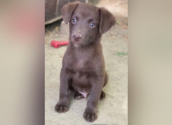 Dijon, geb. ca. 08/2025, lebt in GRIECHENLAND, auf einer privaten Pflegestelle