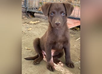 Dijon, geb. ca. 08/2025, lebt in GRIECHENLAND, auf einer privaten Pflegestelle
