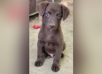 Dijon, geb. ca. 08/2025, lebt in GRIECHENLAND, auf einer privaten Pflegestelle