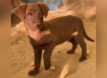 Dijon, geb. ca. 08/2025, lebt in GRIECHENLAND, auf einer privaten Pflegestelle