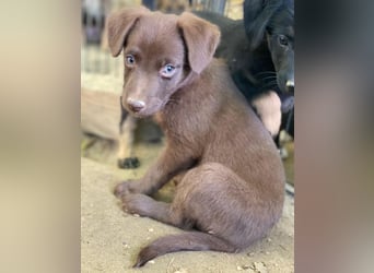 Dijon, geb. ca. 08/2025, lebt in GRIECHENLAND, auf einer privaten Pflegestelle