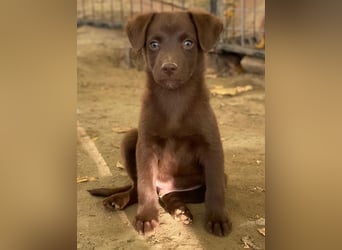 Dijon, geb. ca. 08/2025, lebt in GRIECHENLAND, auf einer privaten Pflegestelle