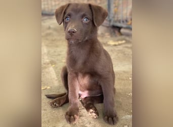 Dijon, geb. ca. 08/2025, lebt in GRIECHENLAND, auf einer privaten Pflegestelle