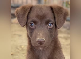 Dijon, geb. ca. 08/2025, lebt in GRIECHENLAND, auf einer privaten Pflegestelle