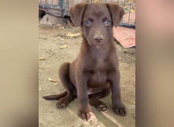 Dijon, geb. ca. 08/2025, lebt in GRIECHENLAND, auf einer privaten Pflegestelle