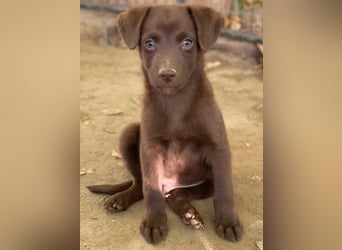 Dijon, geb. ca. 08/2025, lebt in GRIECHENLAND, auf einer privaten Pflegestelle