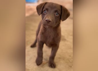 Dijon, geb. ca. 08/2025, lebt in GRIECHENLAND, auf einer privaten Pflegestelle