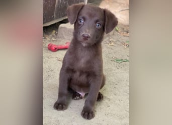 Dijon, geb. ca. 08/2025, lebt in GRIECHENLAND, auf einer privaten Pflegestelle