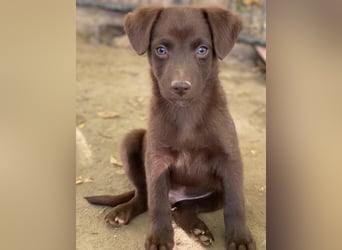 Dijon, geb. ca. 08/2025, lebt in GRIECHENLAND, auf einer privaten Pflegestelle