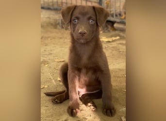 Dijon, geb. ca. 08/2025, lebt in GRIECHENLAND, auf einer privaten Pflegestelle