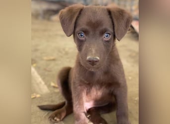 Dijon, geb. ca. 08/2025, lebt in GRIECHENLAND, auf einer privaten Pflegestelle